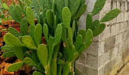 仙人掌视频,大自然的坚韧之花